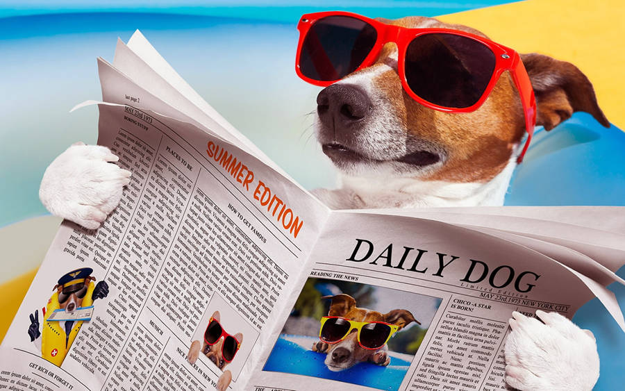 Dog Reading Newspaper Wallpaper