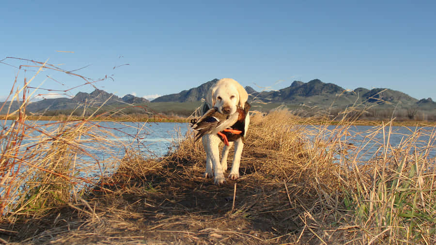 Dog Trained Hunting Desktop Wallpaper