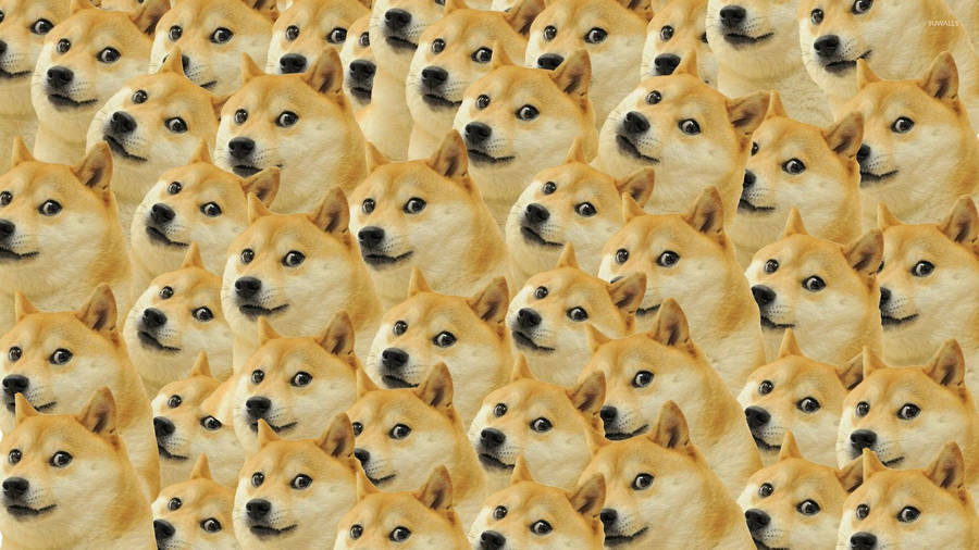 Doge Expressions Galore! Wallpaper