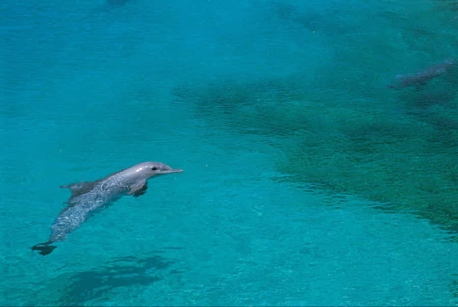 Dolphin On Shallow Water Wallpaper