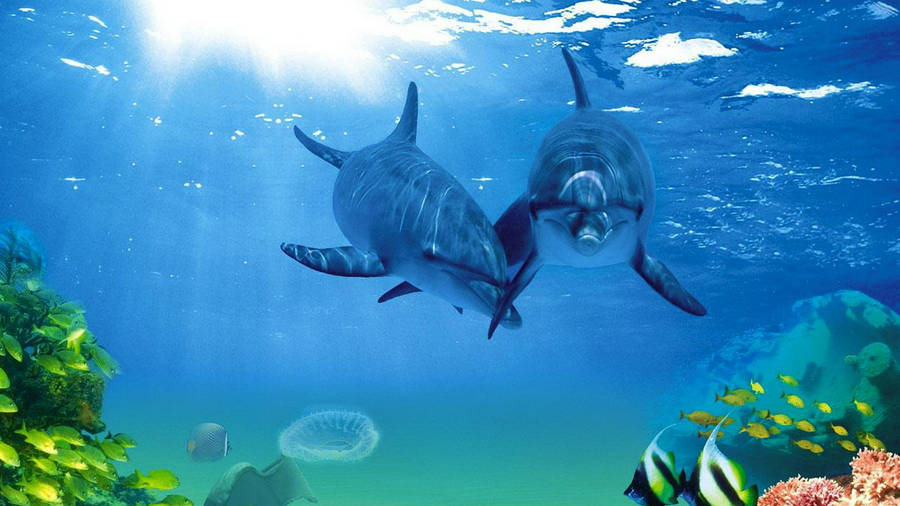 Dolphins And Fishes Wallpaper