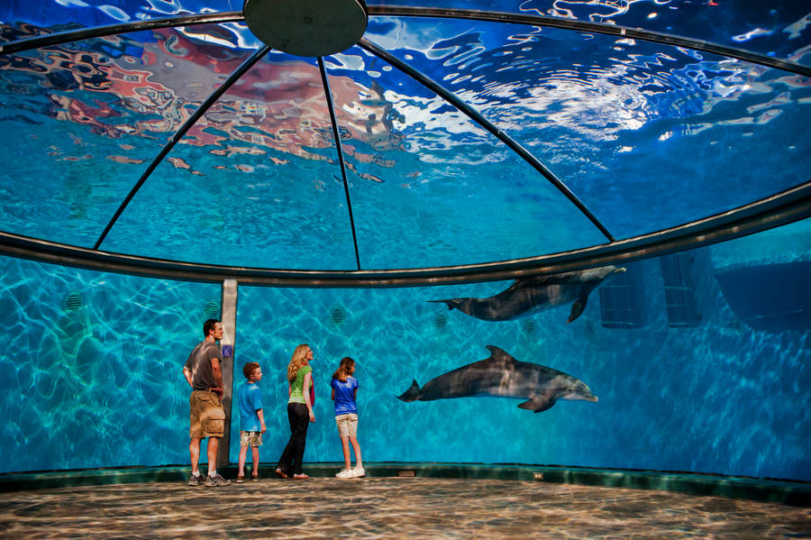 Dolphins In An Aquarium Wallpaper