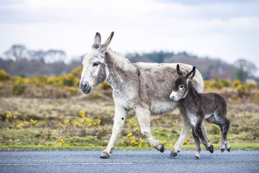 Donkey And Cute Foal Wallpaper