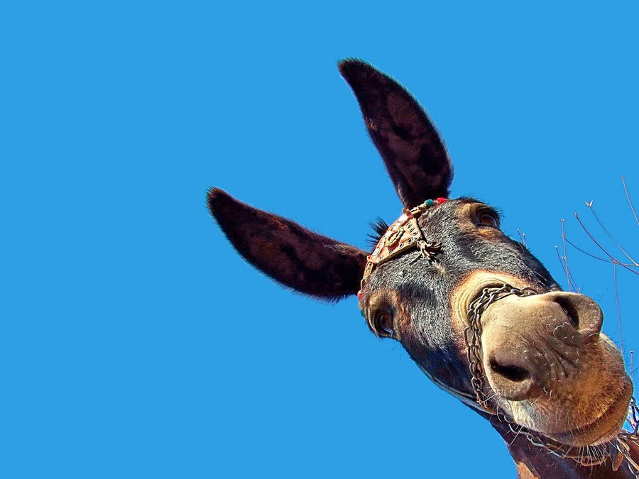 Donkey On Blue Sky Wallpaper