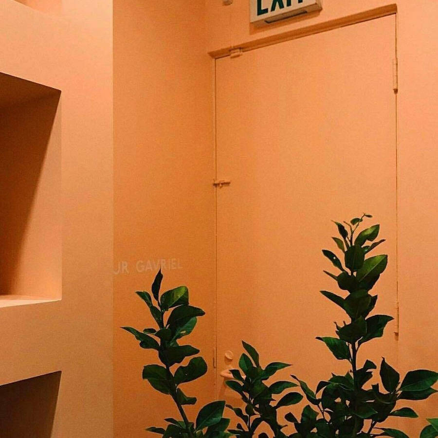 Door In Pastel Orange Aesthetic Color Wallpaper