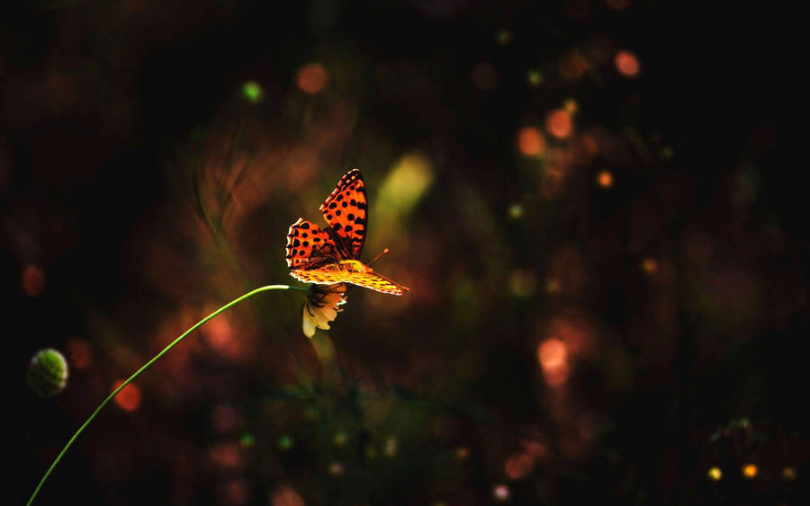 Dotted Orange Night Butterfly Wallpaper