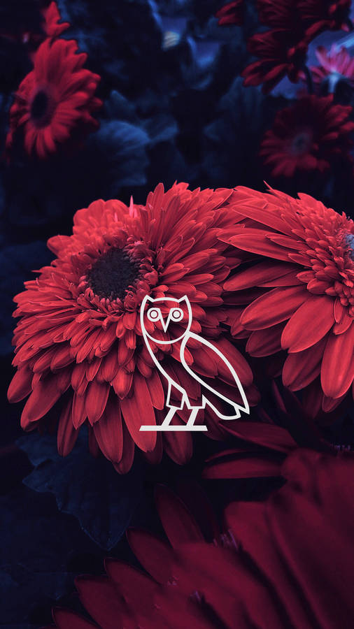 Drake Aesthetic Ovo Wallpaper