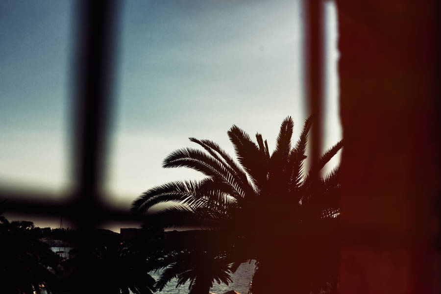 Dramatic Image Of Palm Trees Wallpaper