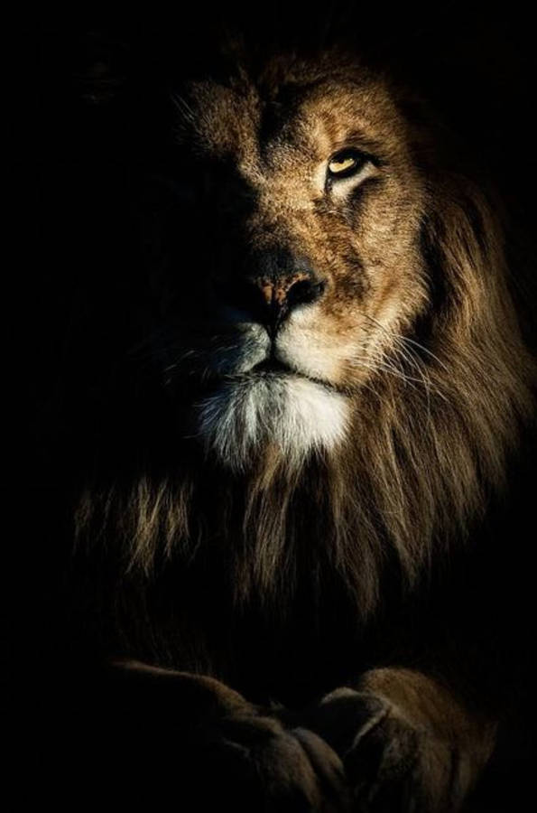 Dramatic Lion Phone Wallpaper