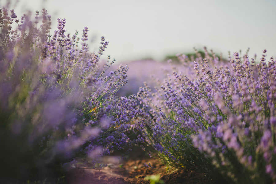 Dreamy Lavender Field Pathway Wallpaper