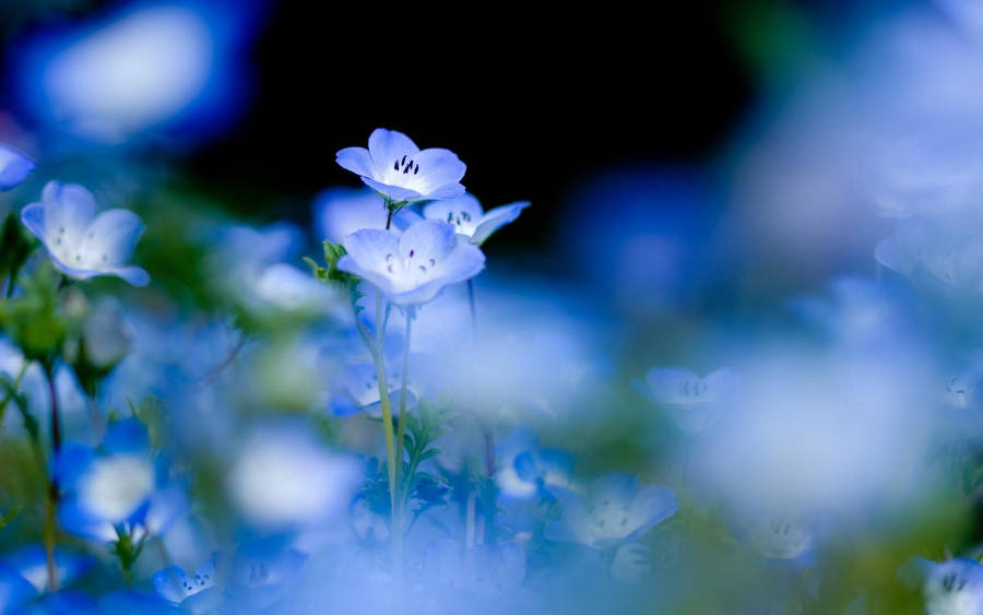 Dreamy Lavender Macro Flower Wallpaper