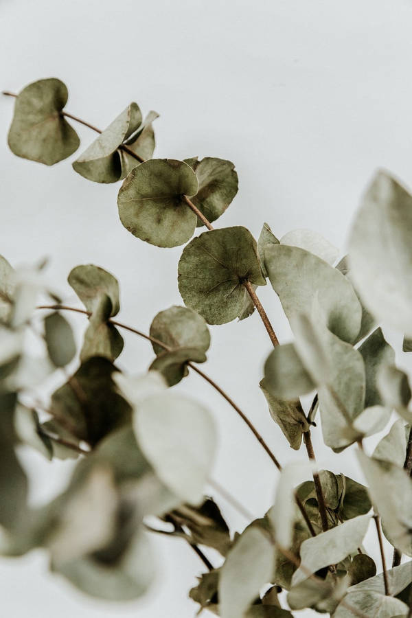 Dried Eucalyptus Leaves Wallpaper