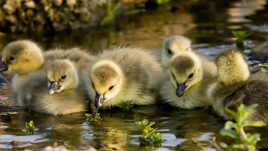 Drinking Baby Ducks Wallpaper