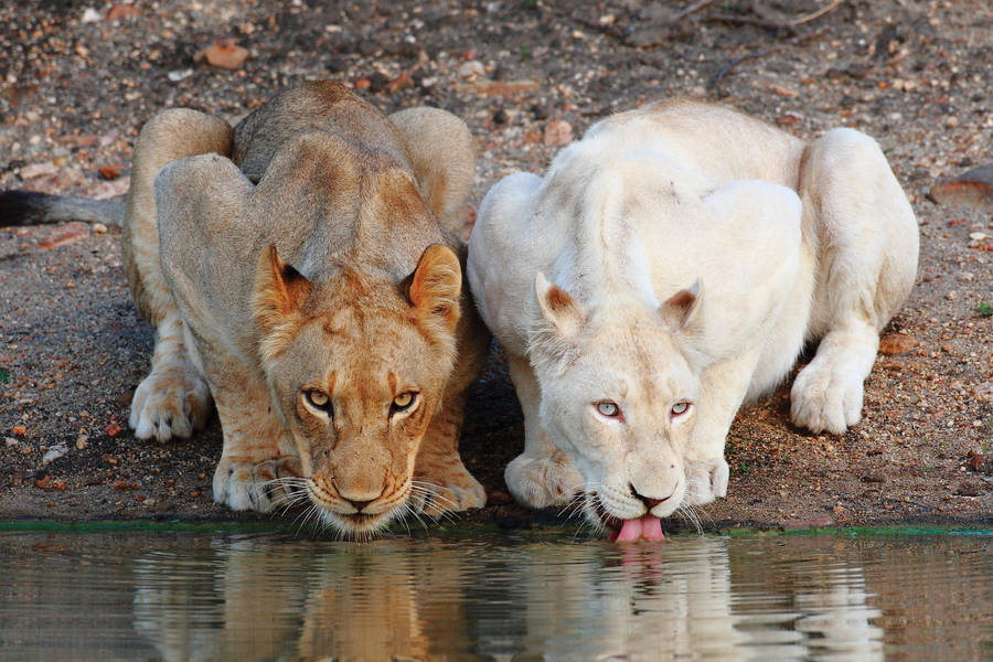 Drinking White Lion Wallpaper