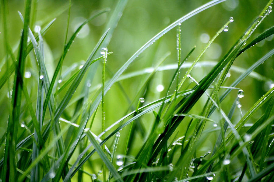 Droplets On Grass After Raining Wallpaper