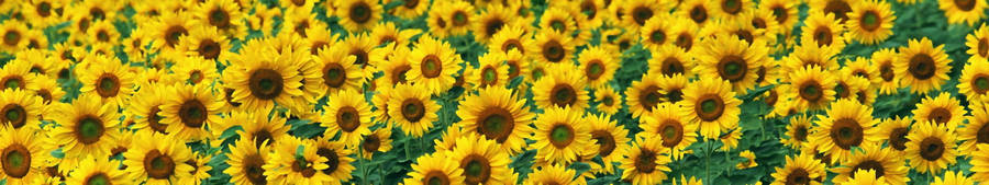 Dual Monitor Sunflower Laptop Wallpaper