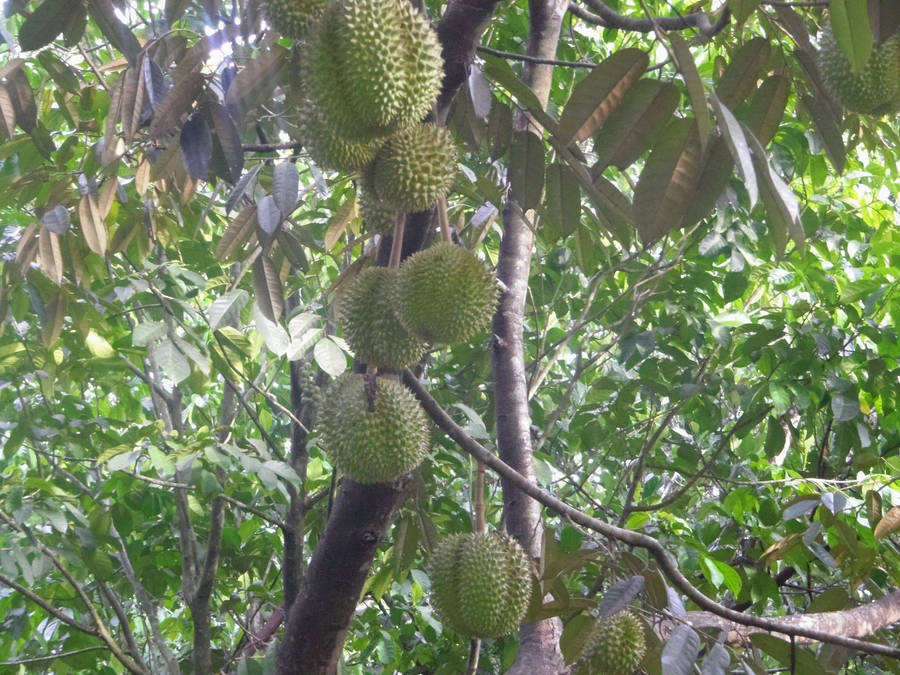 Durian Fruit In Southeast Asian Plantation Wallpaper