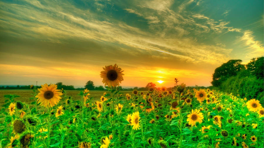 Dusk Sunflower Laptop Wallpaper