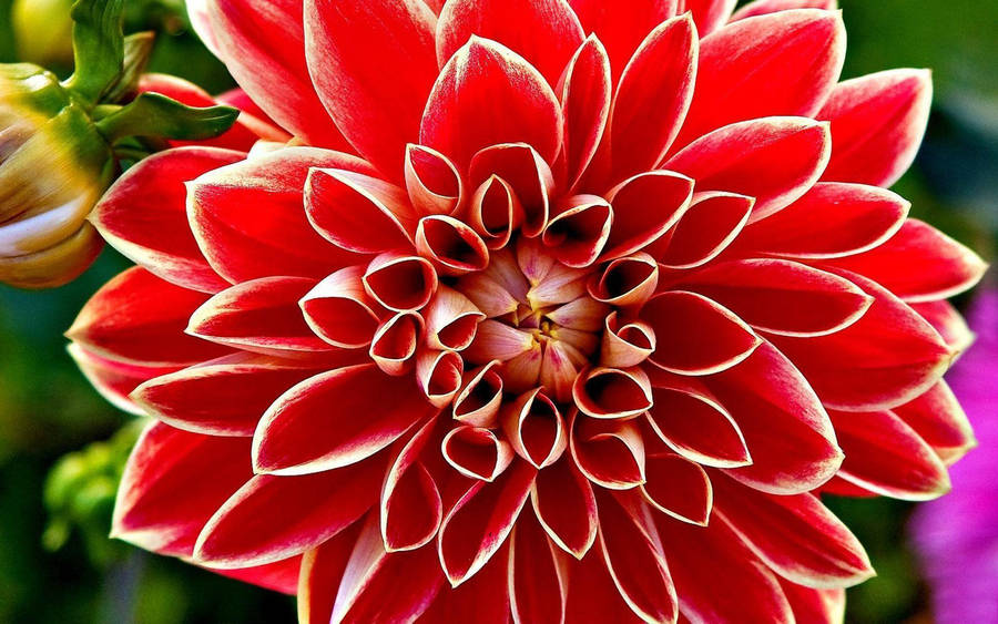 Dutch Carnival Dahlia Wallpaper