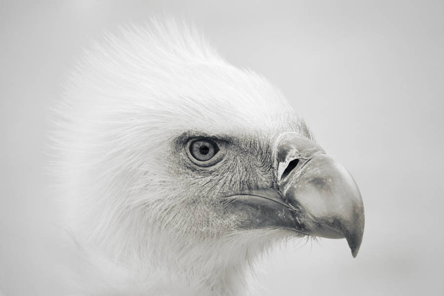 Eagle's Beak White Photography Wallpaper