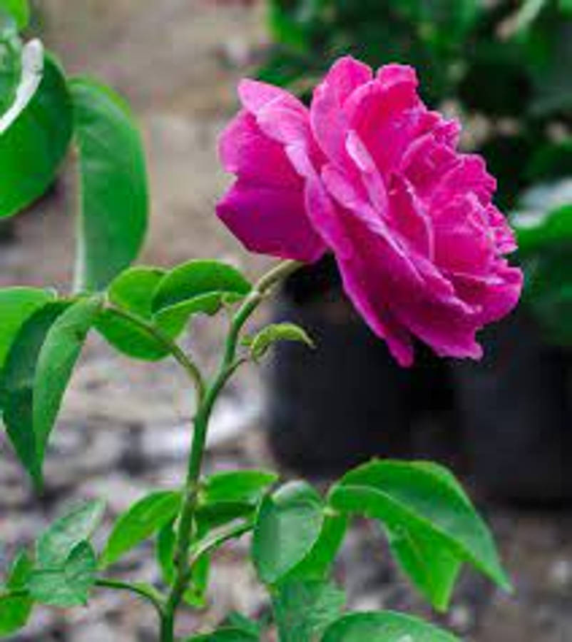 Eaglesford Pink Rose Plant Wallpaper