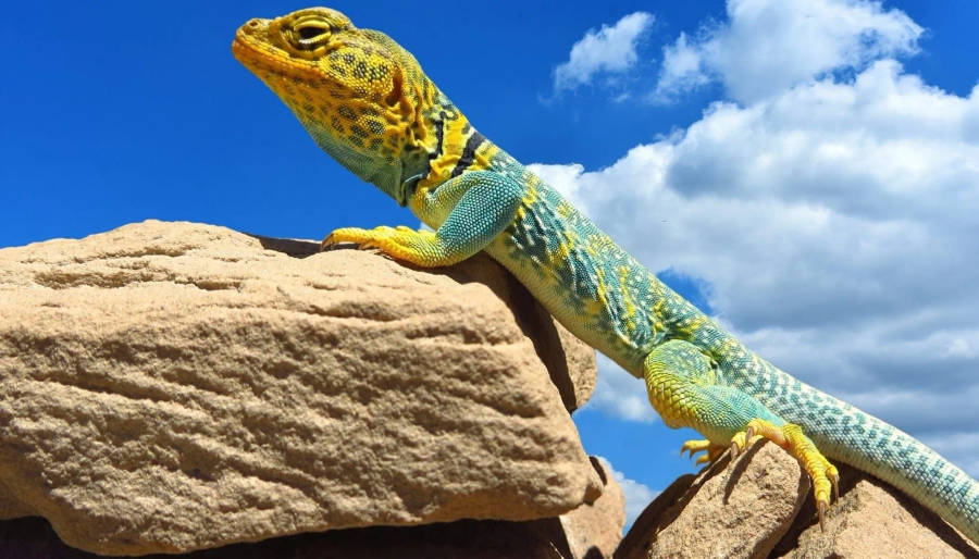 Eastern Collared Lizard Cloudy Blue Sky Wallpaper