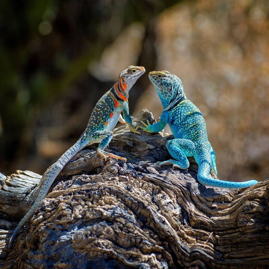 Eastern Collared Lizard Couple Wallpaper