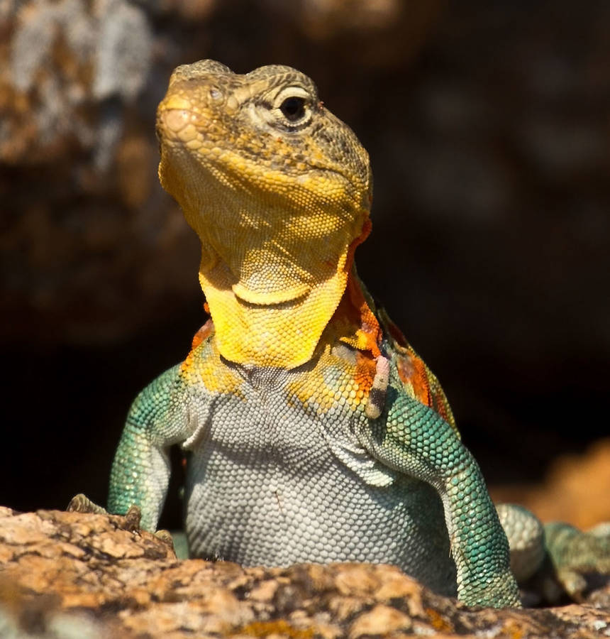 Eastern Collared Lizard Hd Look Wallpaper