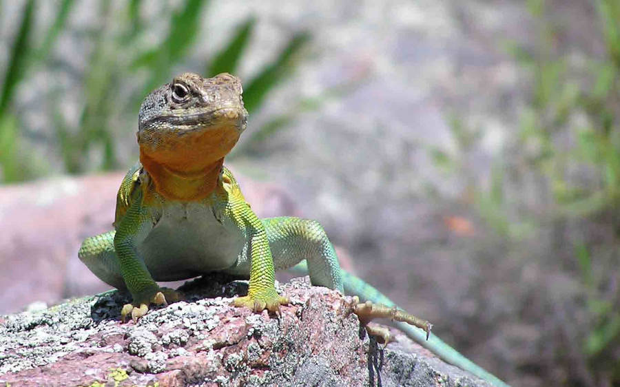 Eastern Collared Lizard On Rock Wallpaper