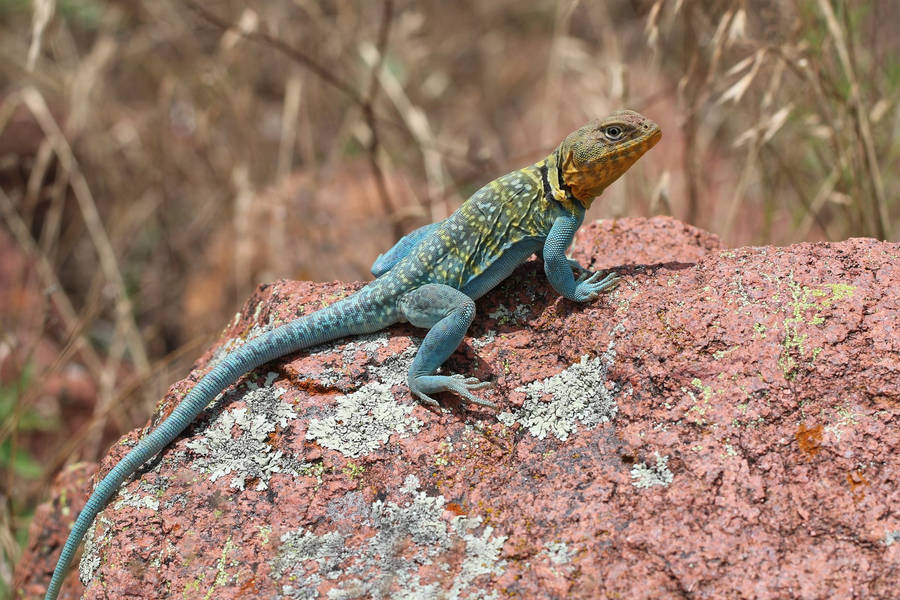 Eastern Collared Lizard Reddish Rock Wallpaper