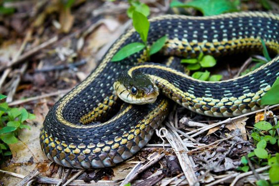 Eastern Garter Snake Wallpaper