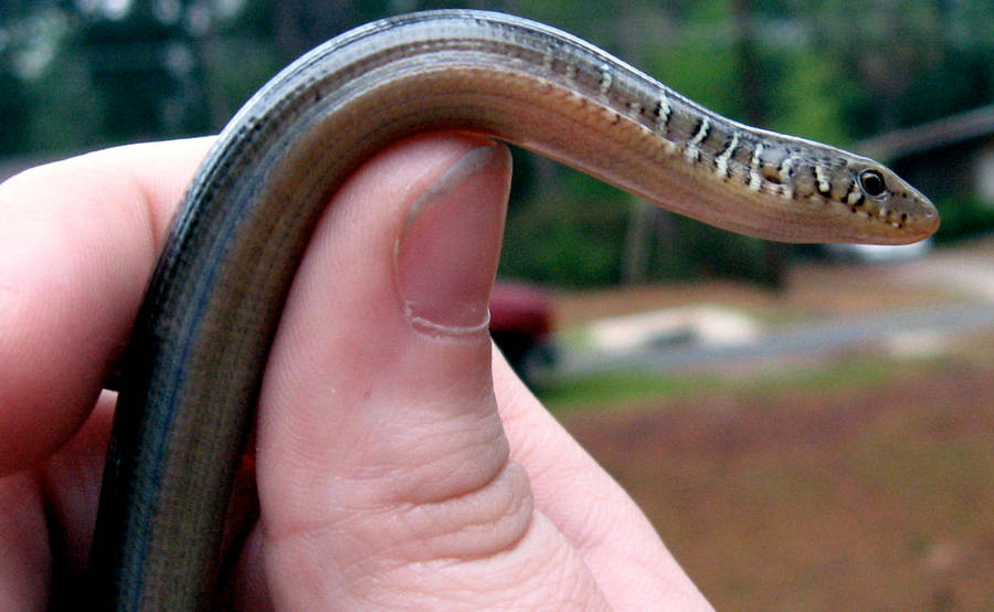 Eastern Glass Lizard Close-up Wallpaper