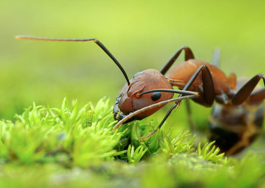 Eating Ant Wallpaper