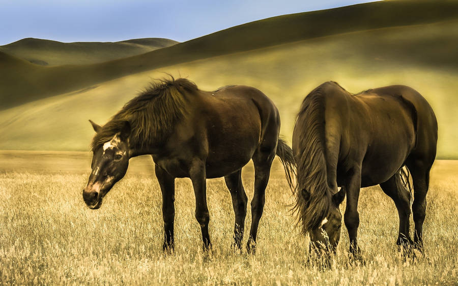 Eating Horses Beside The Hillside Wallpaper