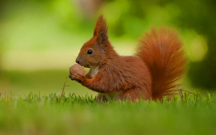 Eating Red Squirrel Wallpaper