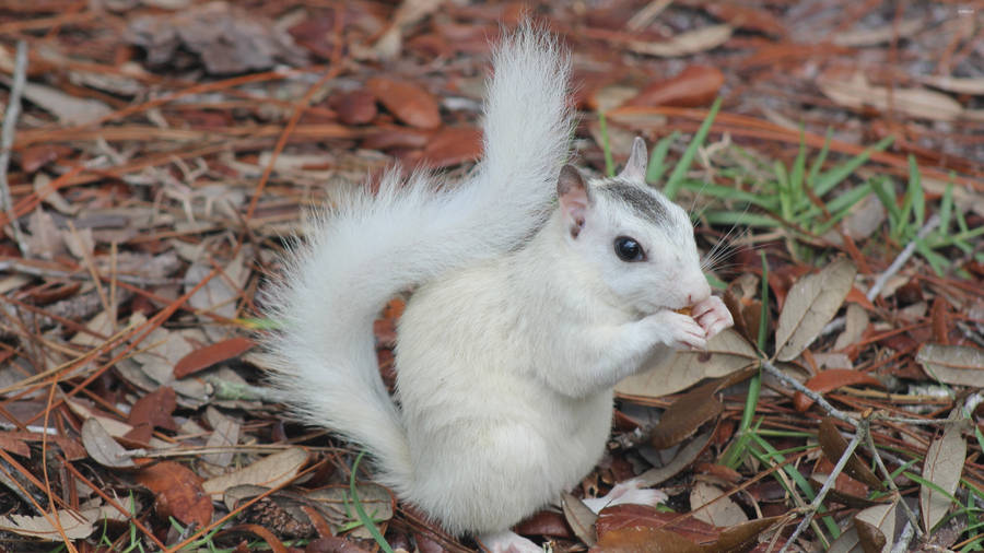 Eating White Squirrel Wallpaper