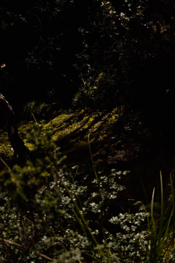 Ecuador Cajas National Park Wallpaper