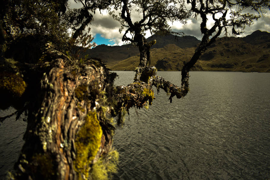 Ecuador Cajas River Wallpaper