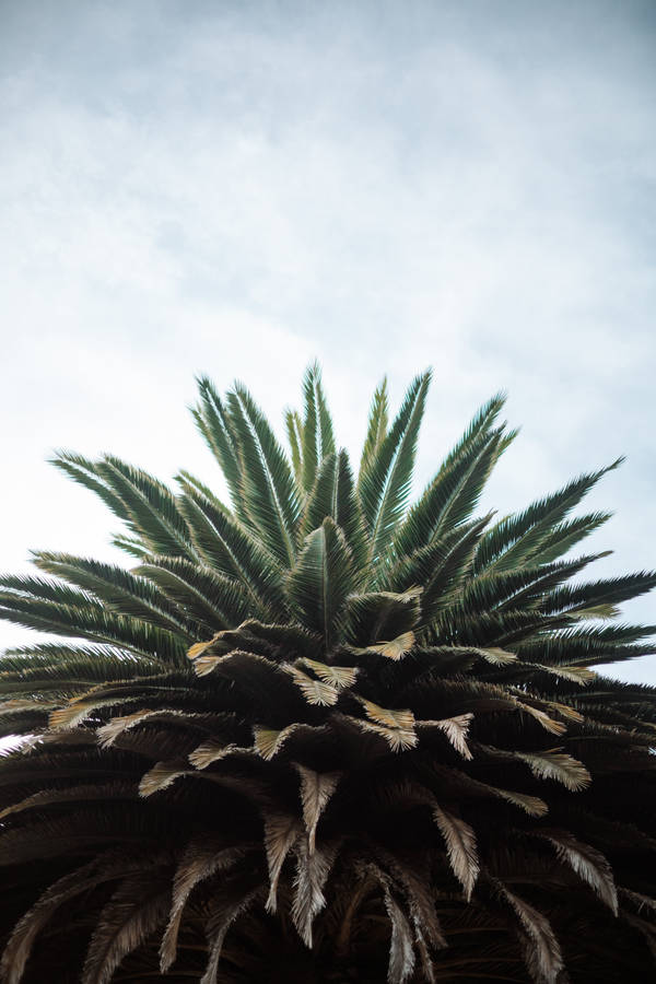 Ecuador Latacunga Palm Tree Wallpaper