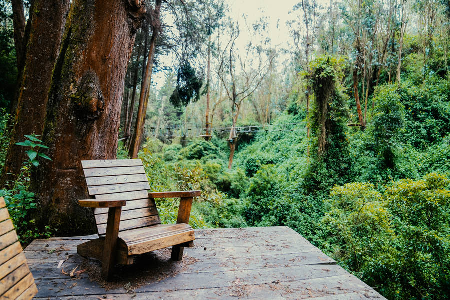 Ecuador Quito Forest Wallpaper