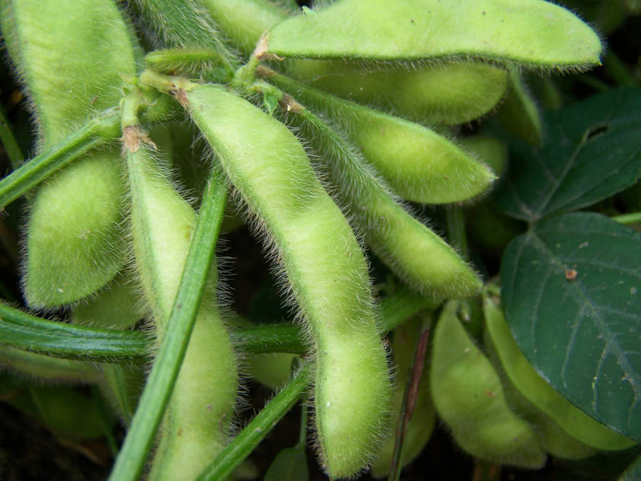 Edamame Beans Legumes Wallpaper