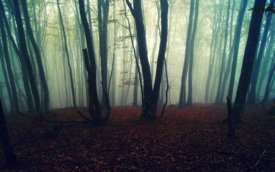 Eerily Foggy Forest With Fallen Leaves Wallpaper