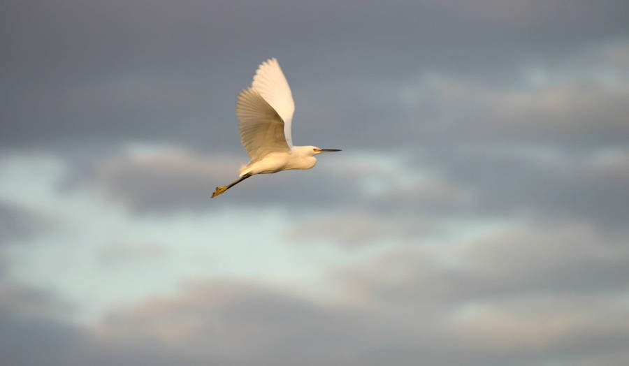 Egret Flying Everglades National Park Wallpaper