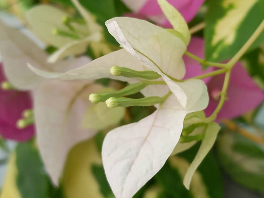 Elegance In Nature: White Bougainvillea In Bloom Wallpaper