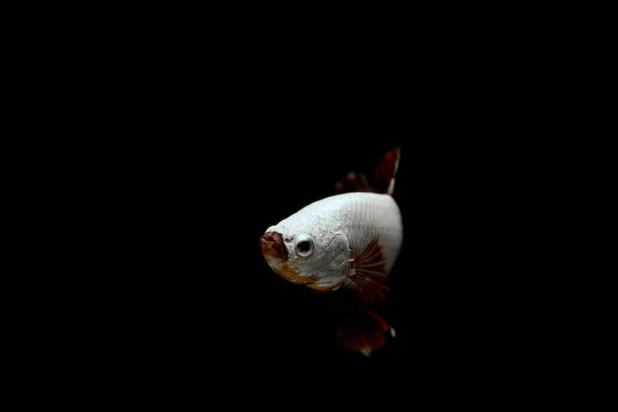 Elegant Betta Fishin Darkness Wallpaper