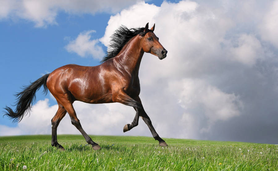 Elegant Brown Running Horse Wallpaper