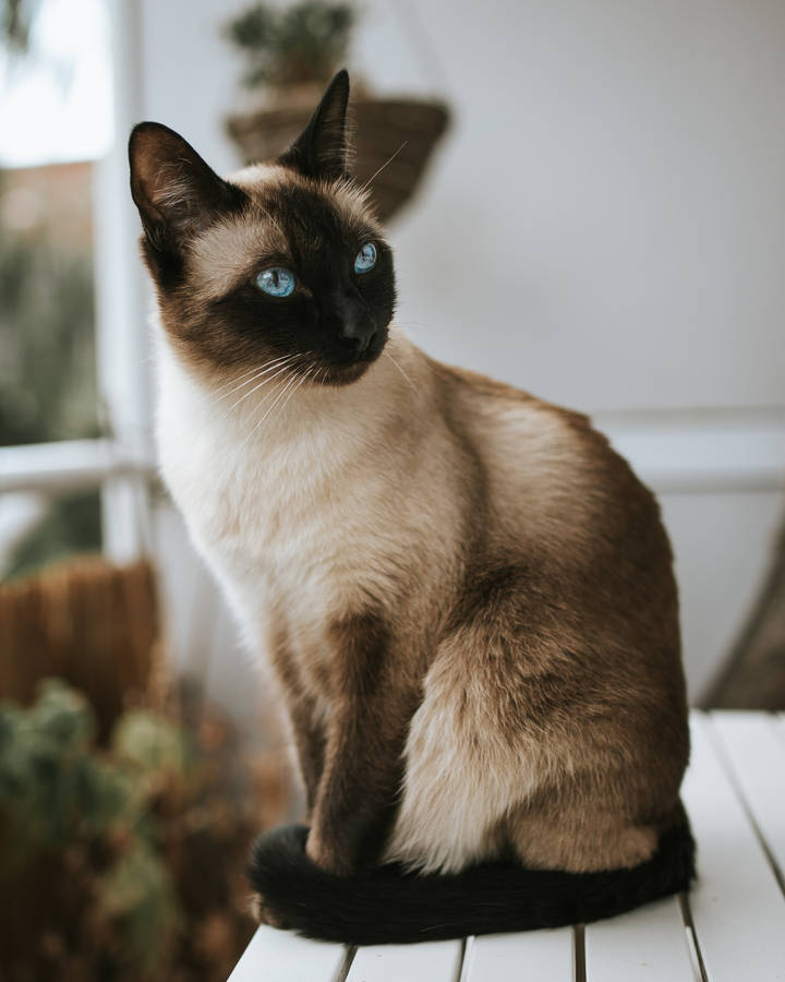 Elegant Chocolate Point Siamese Cat Pfp Wallpaper