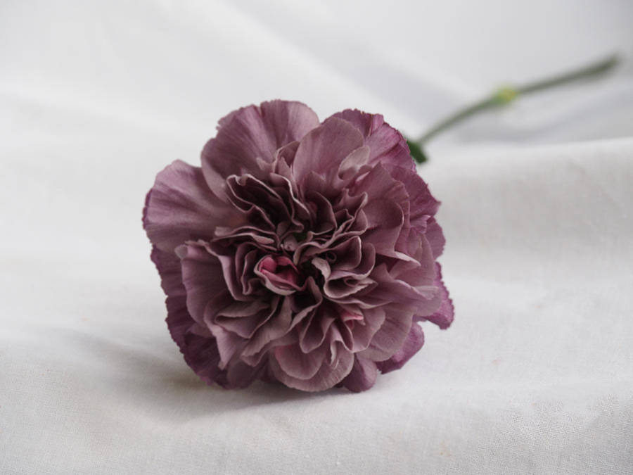 Elegant Mauve Carnation Wallpaper