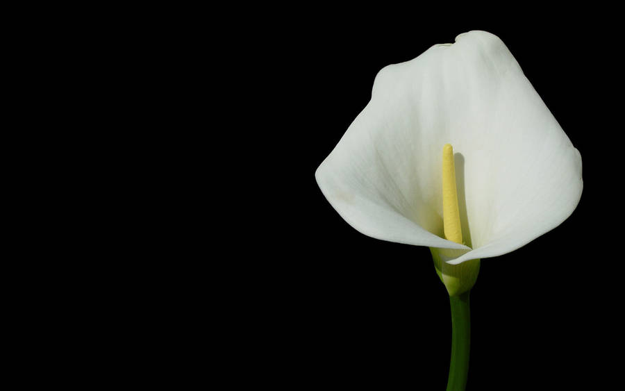 Elegant White Lily Wallpaper