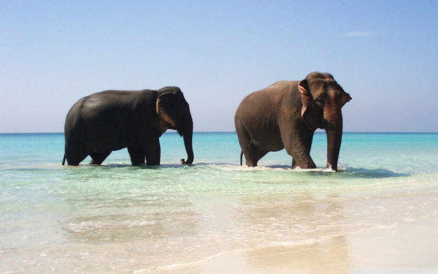 Elephant Couple In The Sea Wallpaper